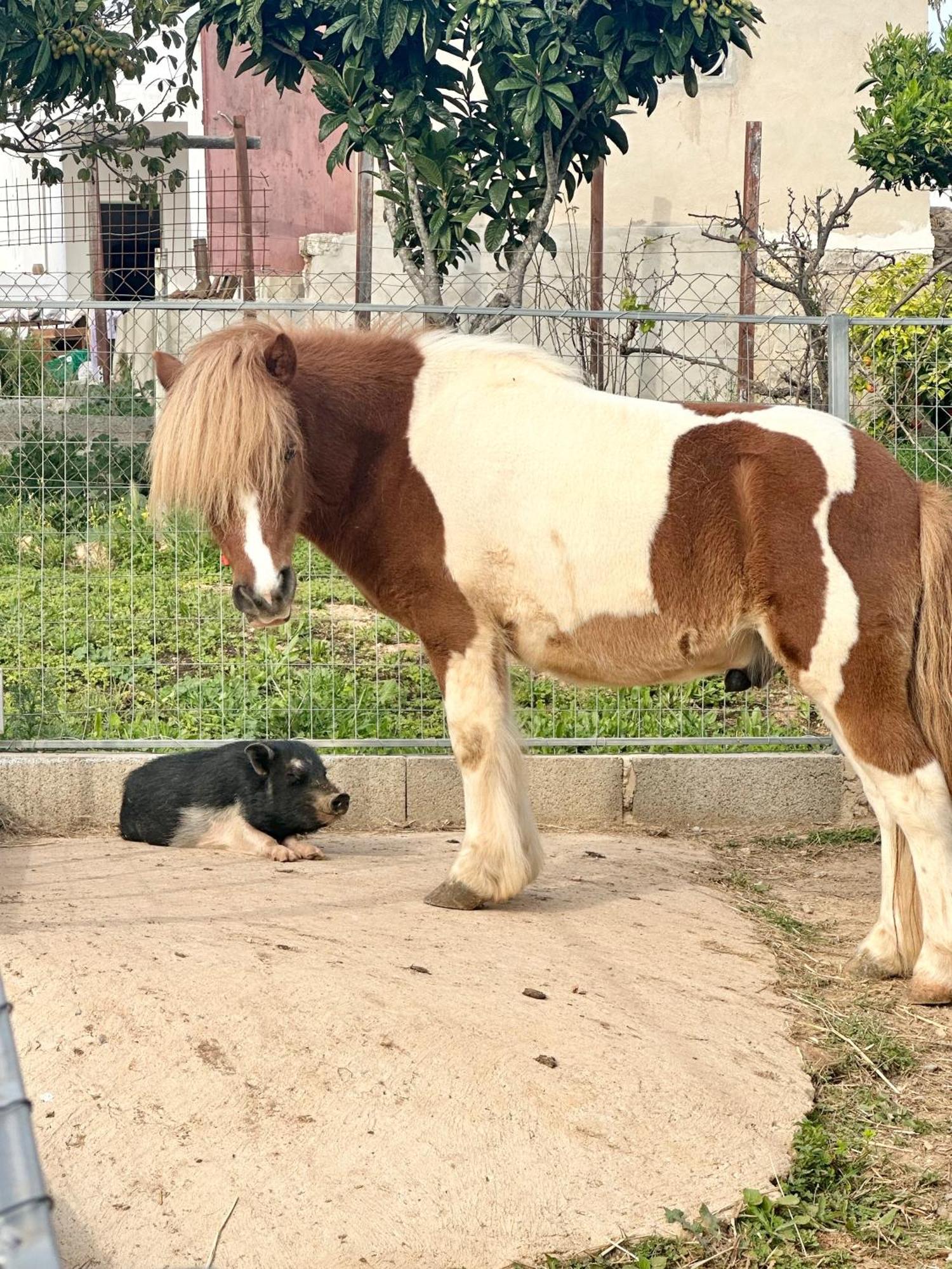 La Quinta Da Liberdade - Ferme De Charme En Algarve Villa Pechao Ngoại thất bức ảnh